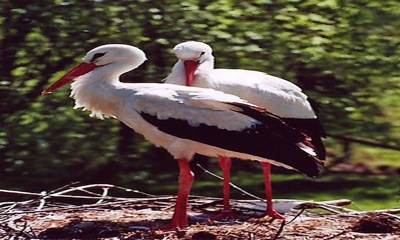 White storks at the El Kouf National Park