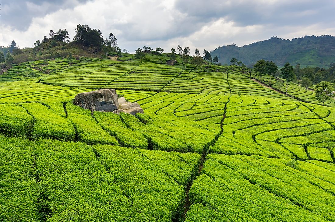 A tea plantation in Bandung, Indonesia. 