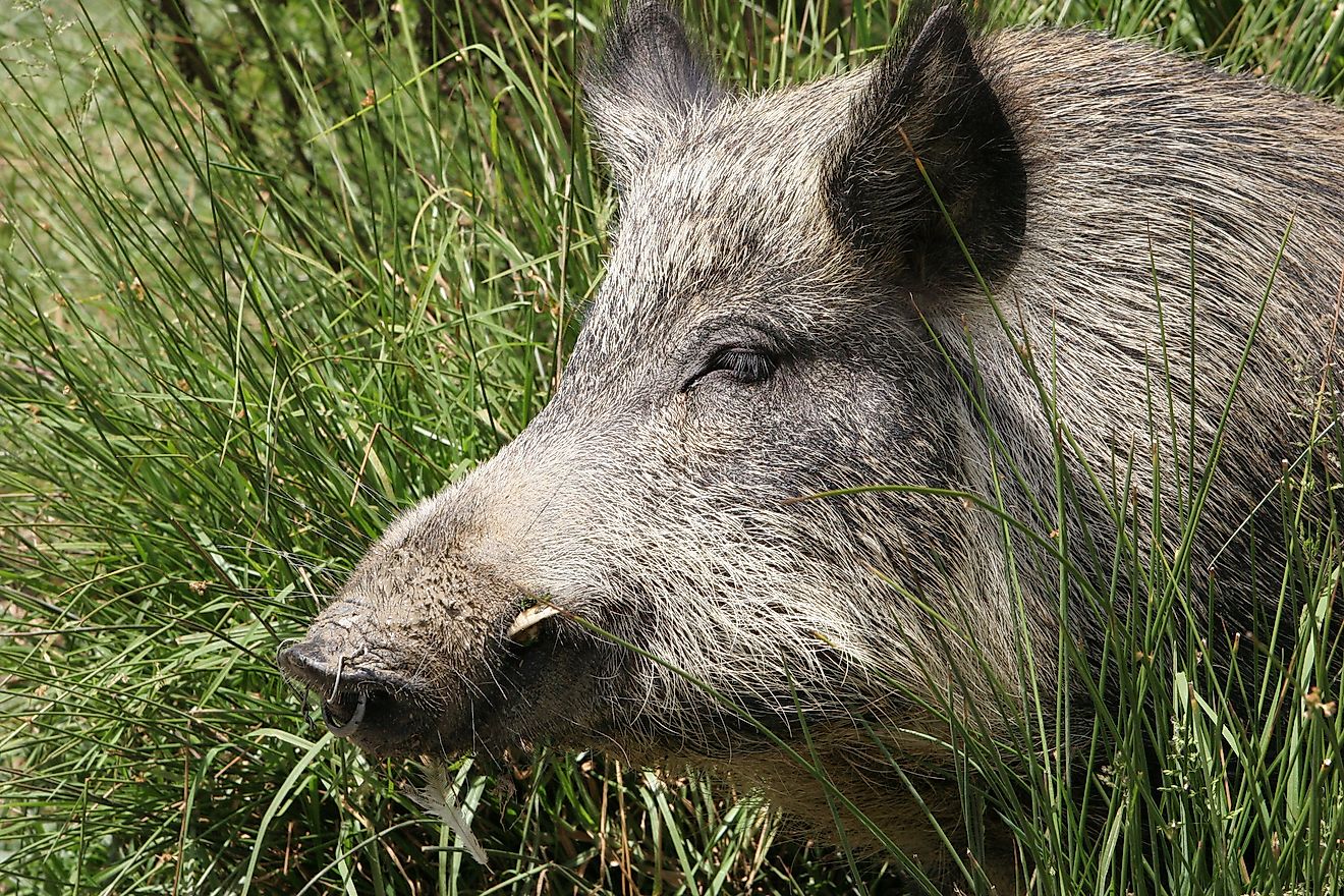Close up of a wild pig in New Zealand. Image credit: Sue McDonald/Shutterstock.com