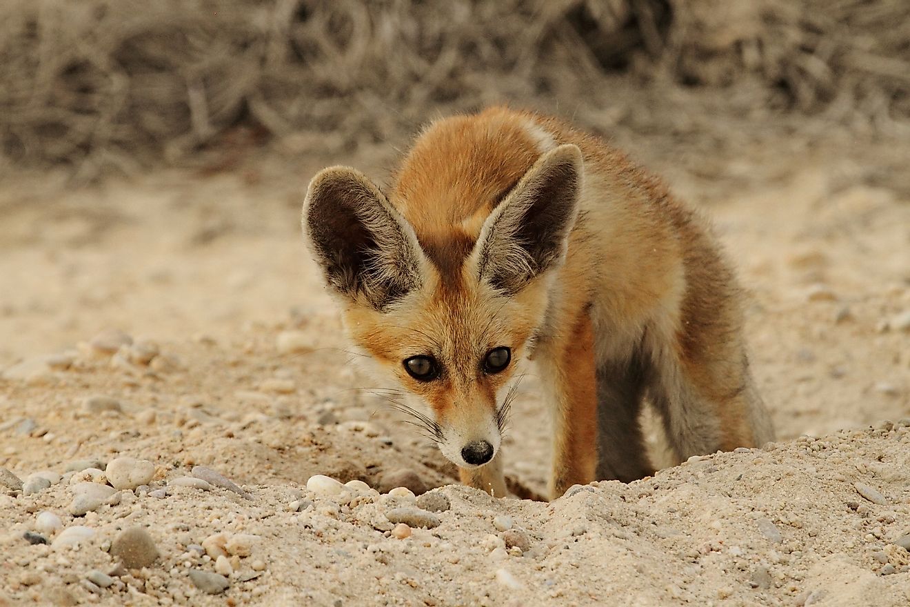 Arabian red fox getting out of its burrow in the Qatari Desert. Image credit: Abdelrahman Hassanein/Shutterstock.com