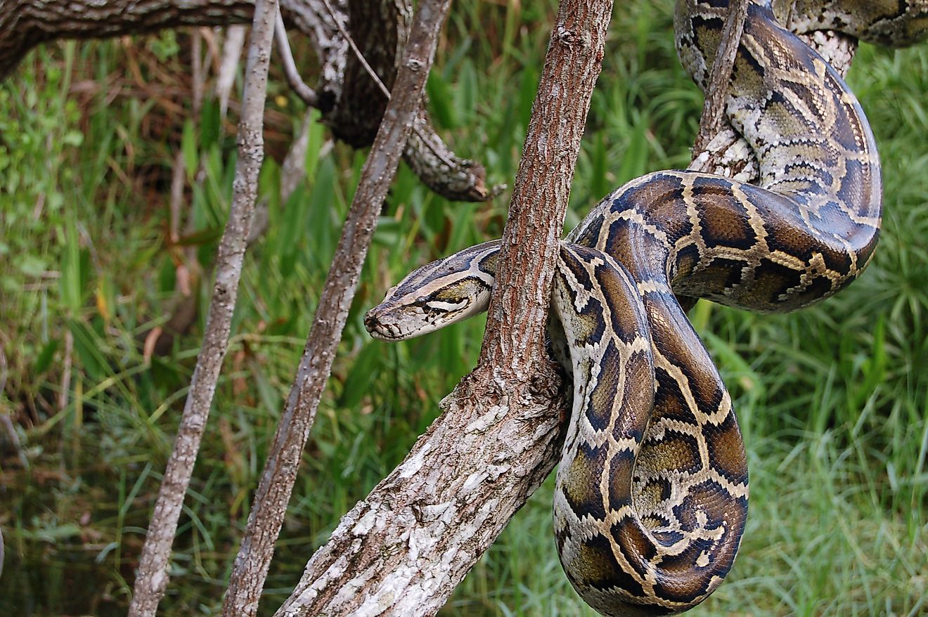 Burmese Python in the Everglades is an invasive species. Image credit: Heiko Kiera/Shutterstock.com