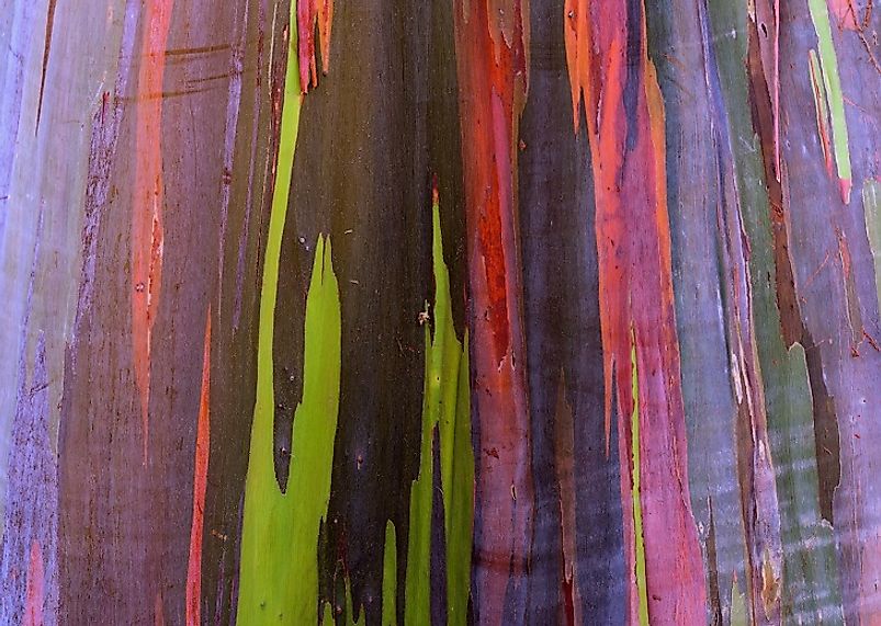 The naturally occurring, multi-colored bark of the aptly named Rainbow Eucalyptus.