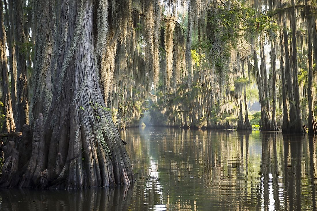 A swamp in the American south. 