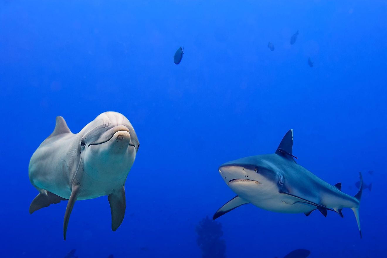 A dolphin with a grey shark.