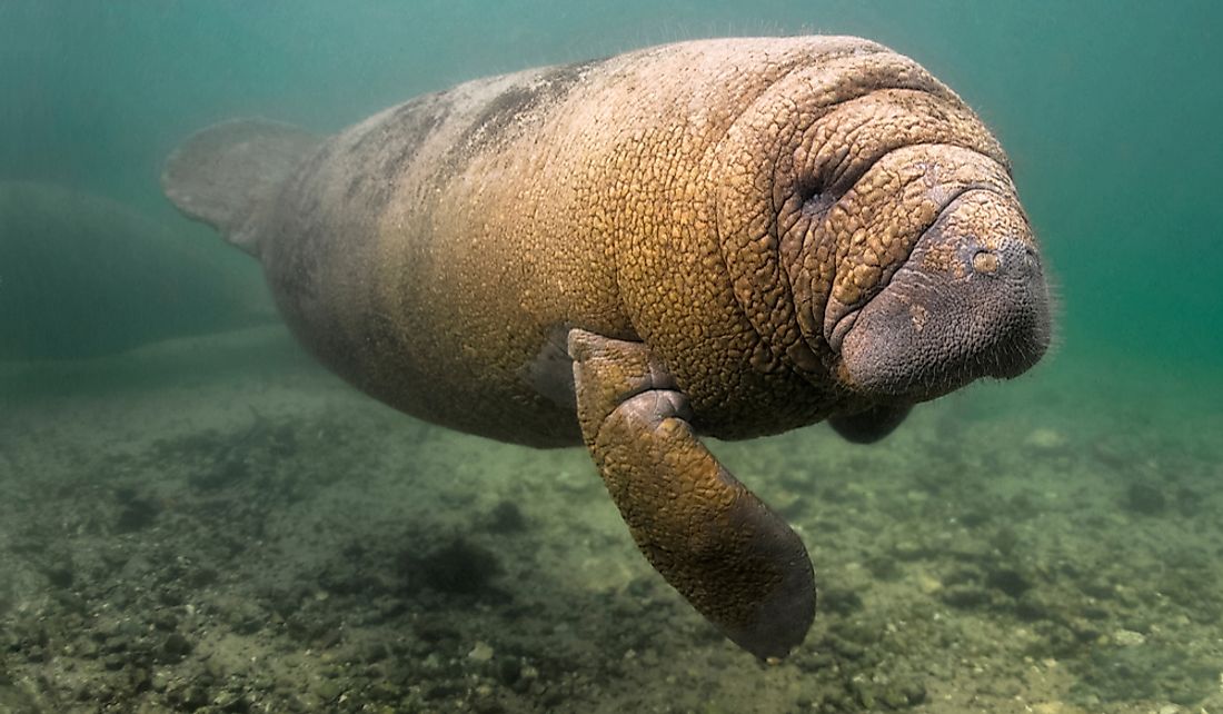 West Indian Manatee in Crystal River, Florida.