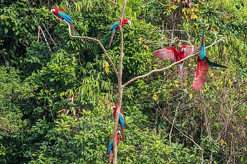 Macaws in Peru's Manu National Park.