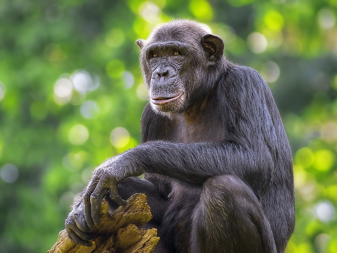 The common chimpanzee, which is native to Angola. 