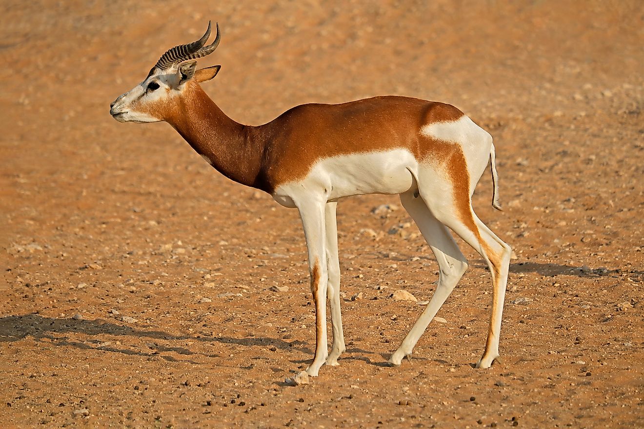 Male critically endangered dama gazelle. Image credit: EcoPrint/Shutterstock.com