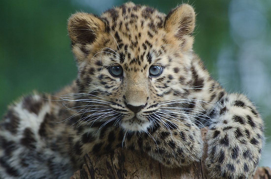 An Amur leopard cub. It is estimated that there are as few as 35 Amur leopards left in the wild. 