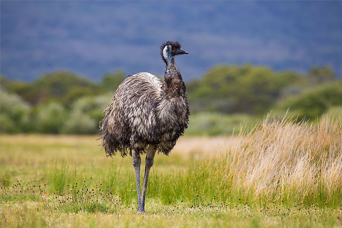 An emu cannot walk backwards. 