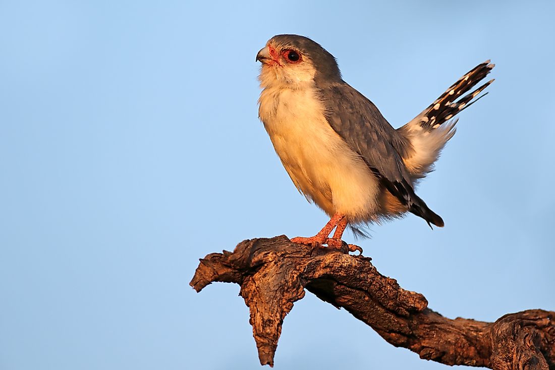 A pygmy falcon in South Africa. 