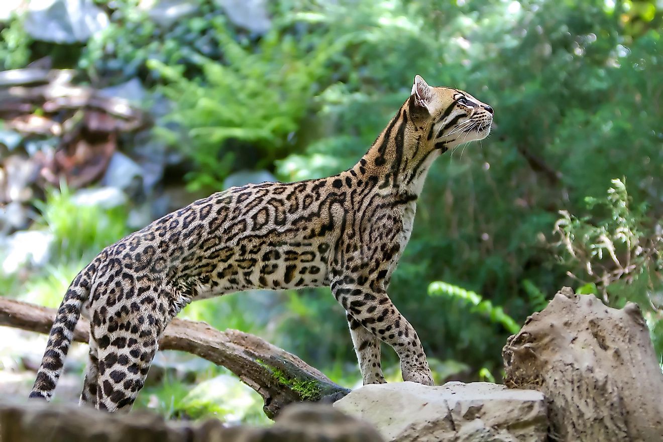 An ocelot is a type of wild cat found in Central America. 