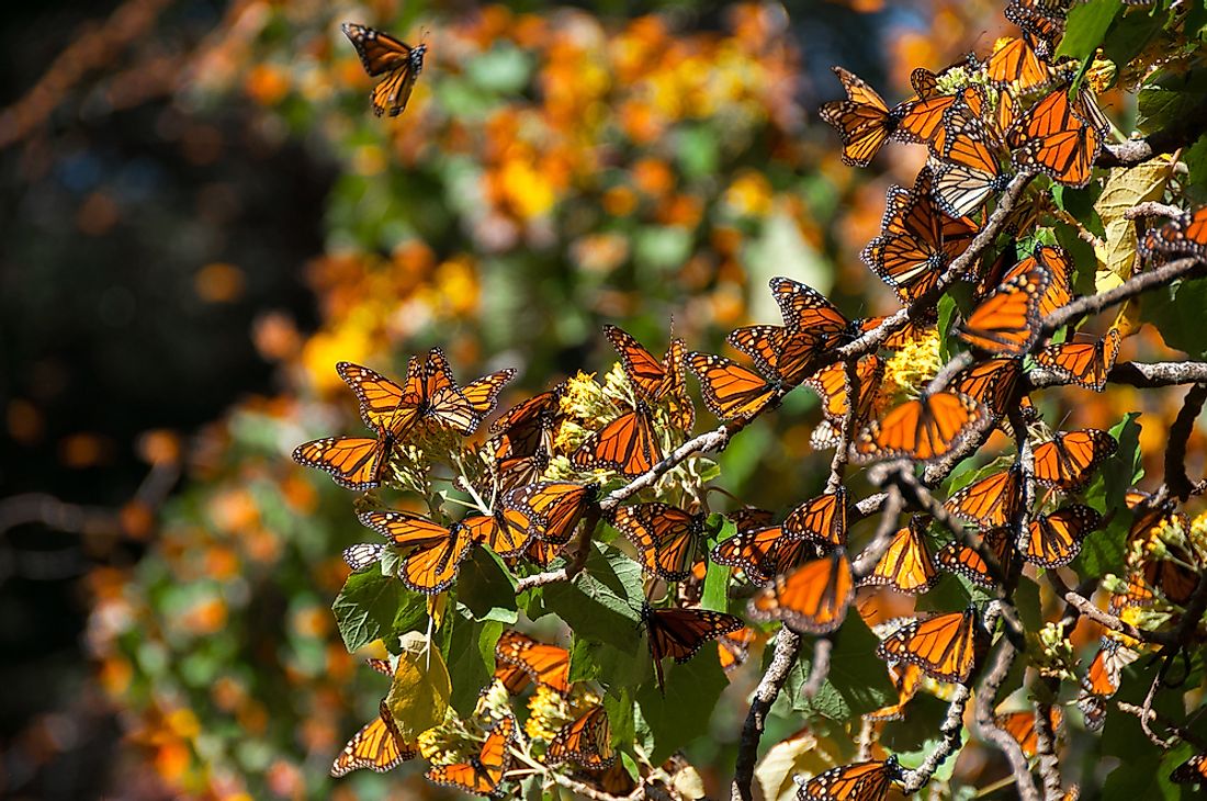 Butterflies at the Monarch Butterfly Biosphere Reserve in Mexico. 
