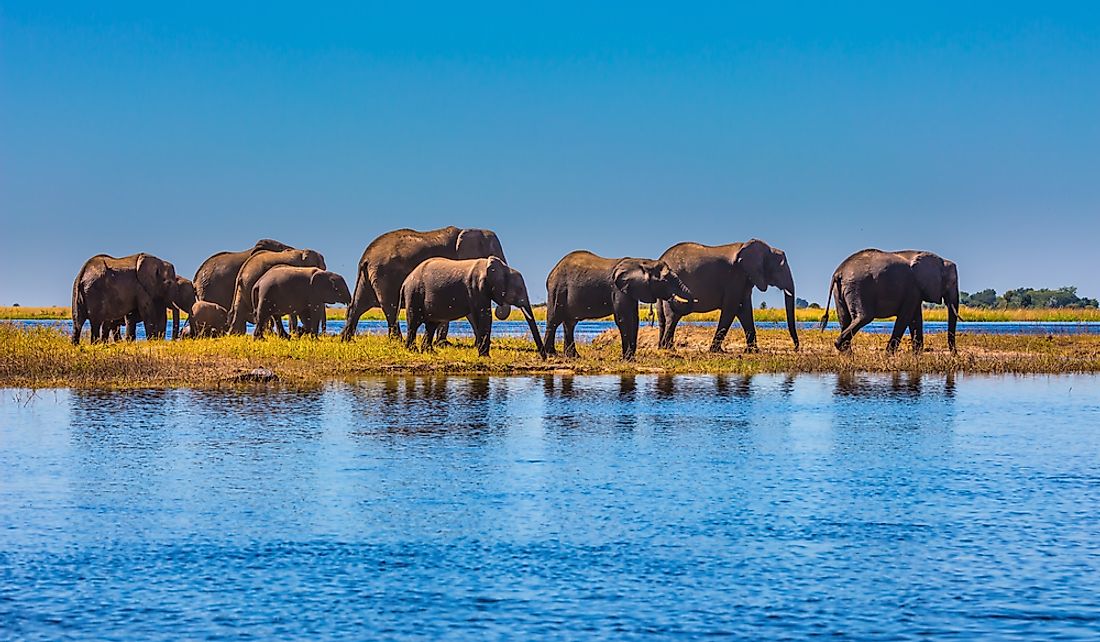 Elephants in Chobe National Park in the Okavango Delta.