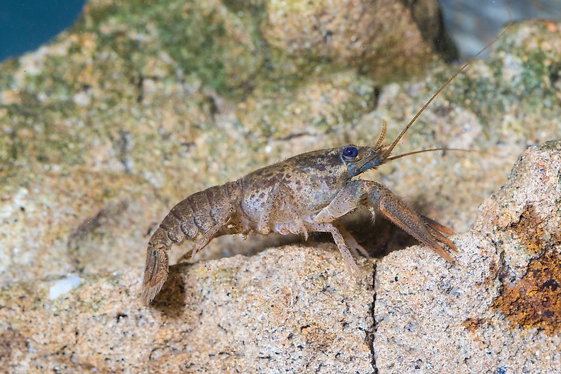 Insects and crustaceans, such as this crayfish, have similarities such as exoskeletons and antennae. 
