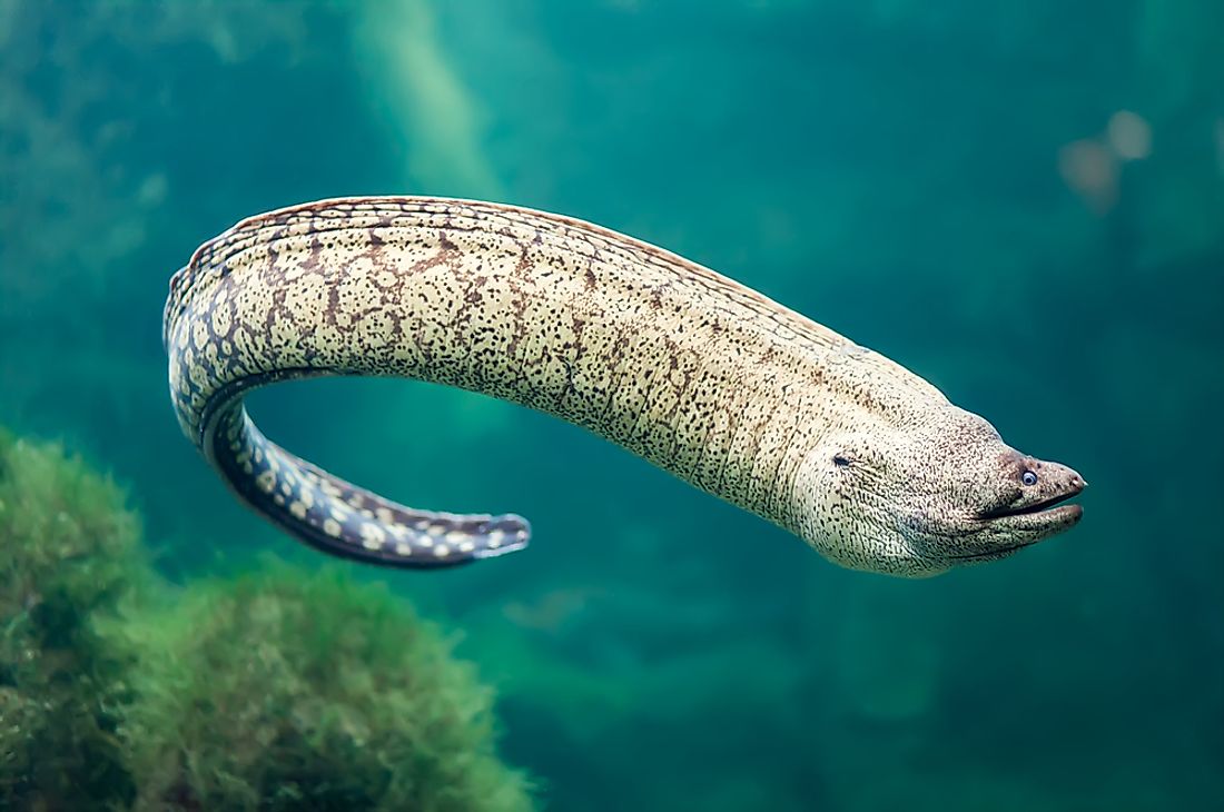Species of eels come in all shapes and sizes. 