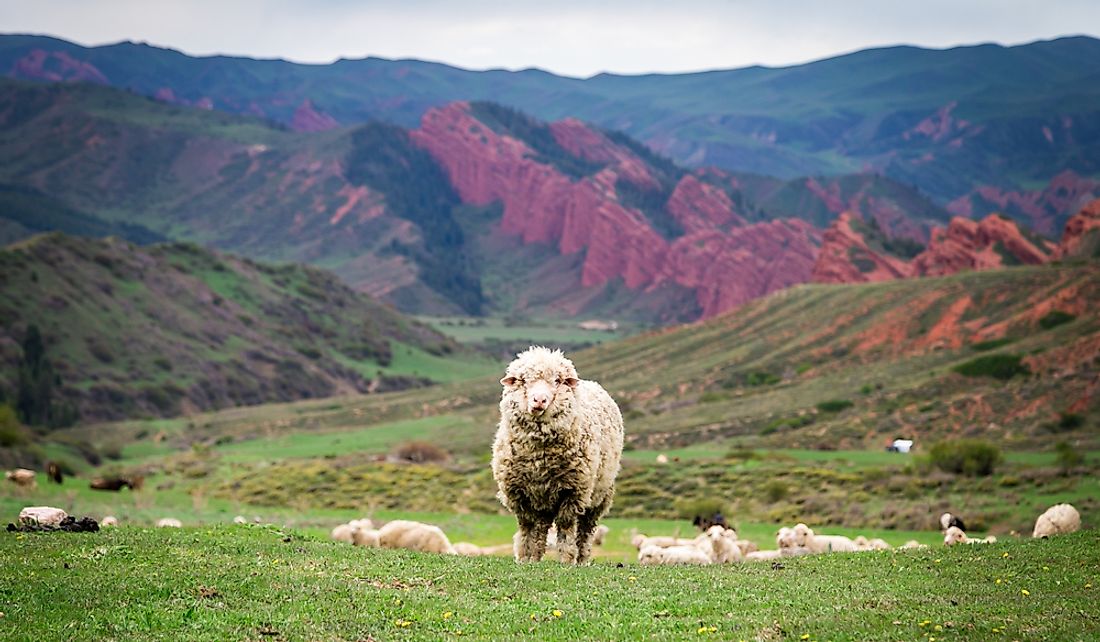 Sheep in Jeti-Oguz Gorge, Kyrgyzstan.