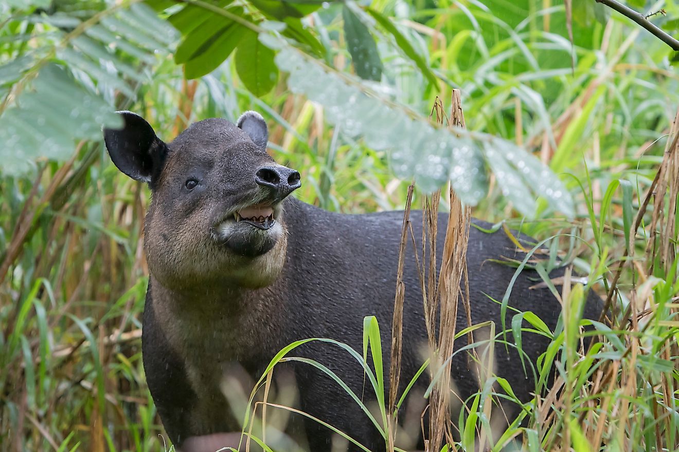 Baird's Tapir. Image credit: Mark_Kostich/Shutterstock.com