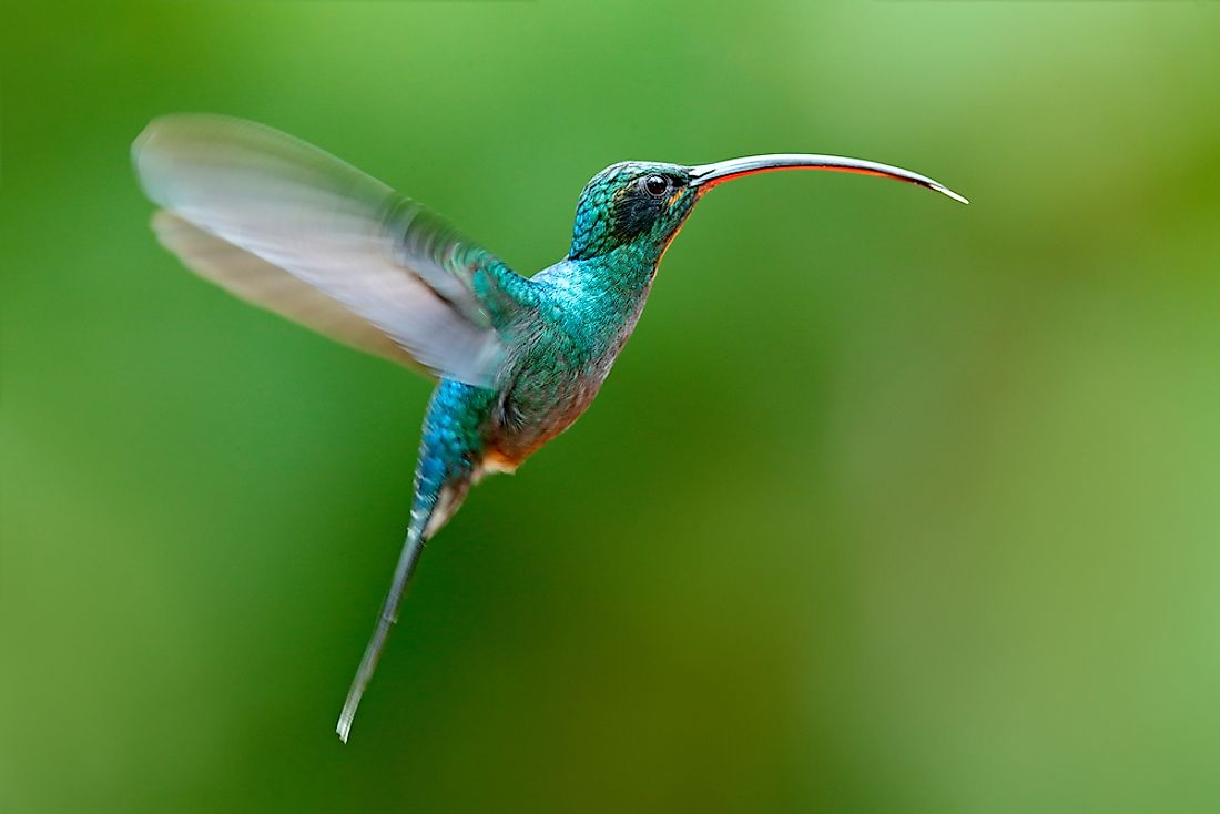 The hummingbird is said to be the only bird that can fly backwards. 