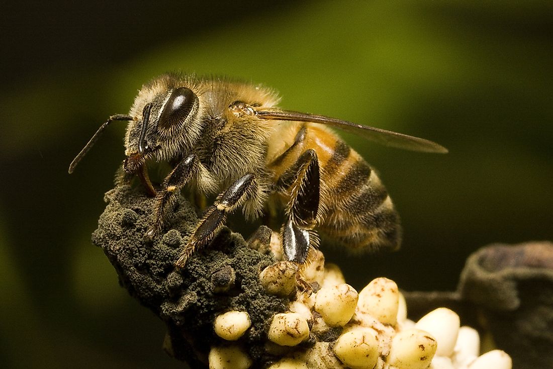 Africanized bees are hybrid honey bees.