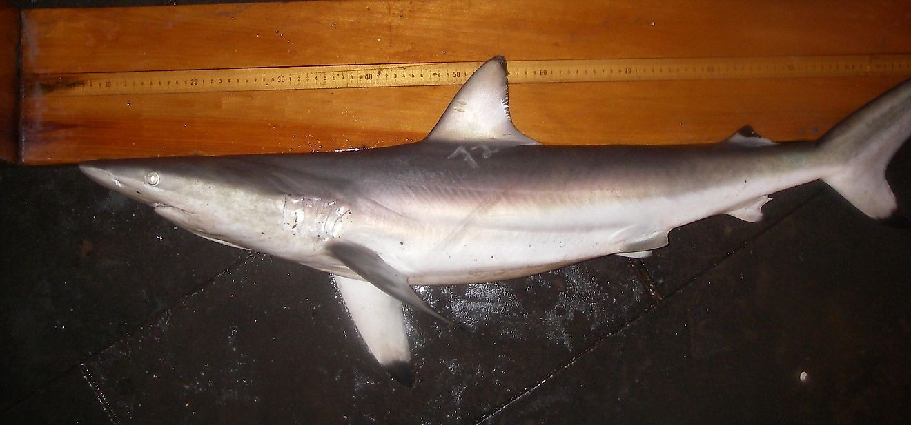 Spinner Sharks spiral and spin as they feed feed upon other marine life. It is due to this behavior that they have received their names. Photo credit: SEFSC Pascagoula Laboratory; Collection of Brandi Noble.