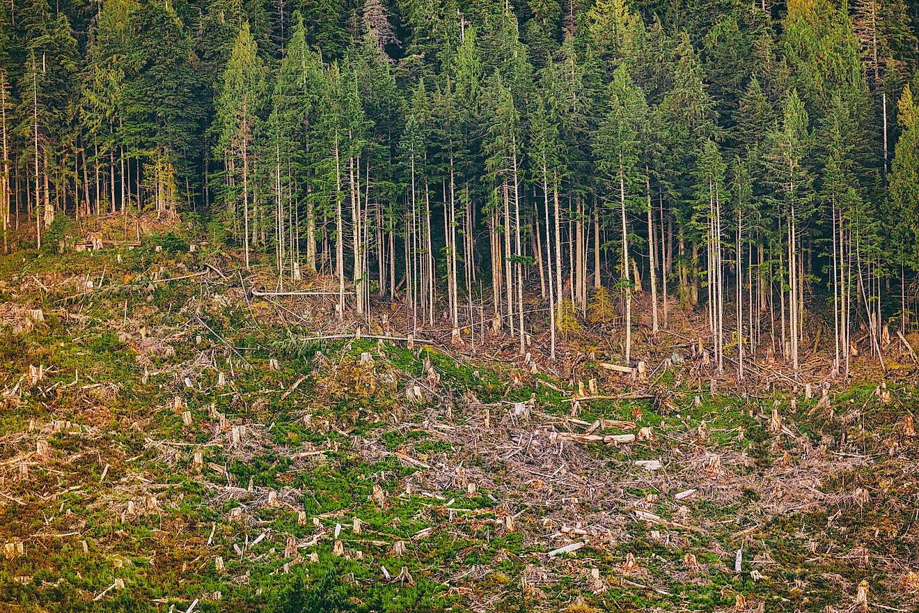 Deforestation of a forest in Alaska. Image credit: Maridav/Shutterstock.com