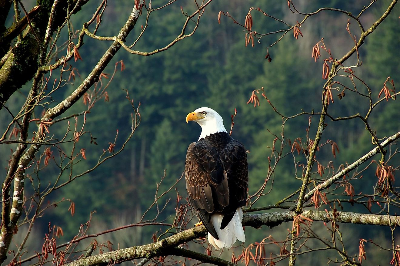 Bald Eagle perched on a tree in Canada. Image credit:  Ingvar Grimsmo/Shutterstock.com