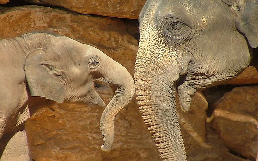 Elephants, mammals with the longest gestation period of all terrestrial mammals, share a close bond with their offsprings 