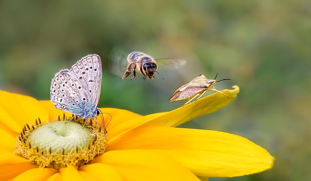 Insect biodiversity on a flower, a butterfly common blue Polyommatus icarus, a bee Anthophila in flight and a shield bug Carpocoris fuscispinus on a yellow Rudbeckia.