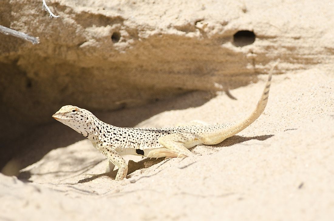 Many subspecies of the desert-dwelling Fringe-toed lizards have populations that are either Nearly Threatened, Theatened, or even Endangered.