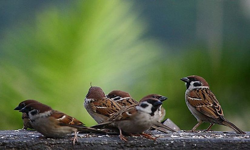 Sparrows have been companions of humans for centuries but are fast disappearing due to adverse human activities.