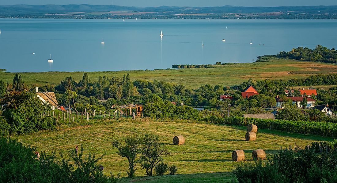 A vineyard in Hungary. 