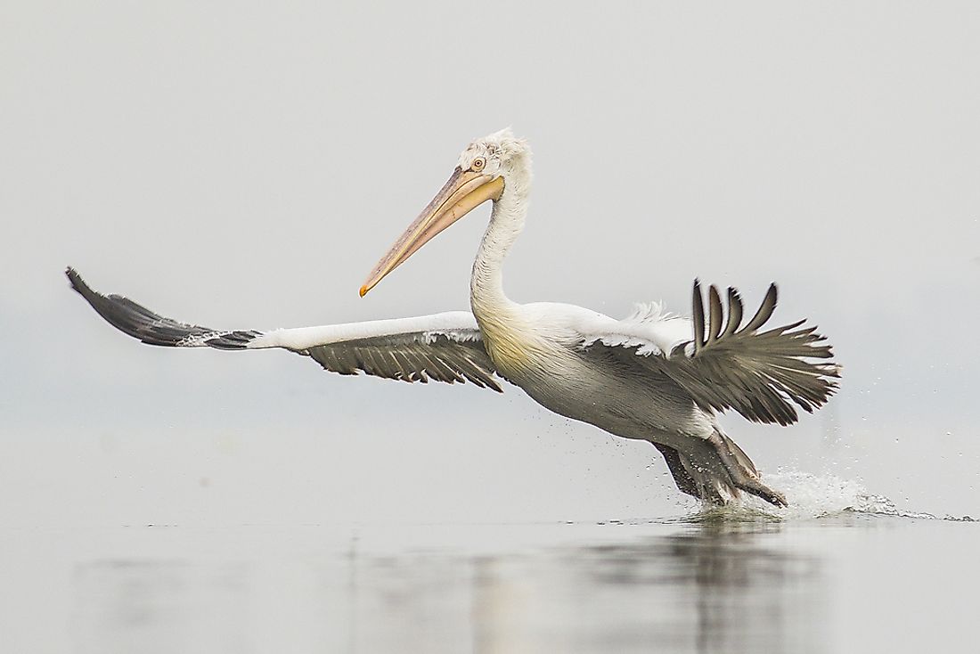 The Dalmatian pelican is the world's largest freshwater bird. 