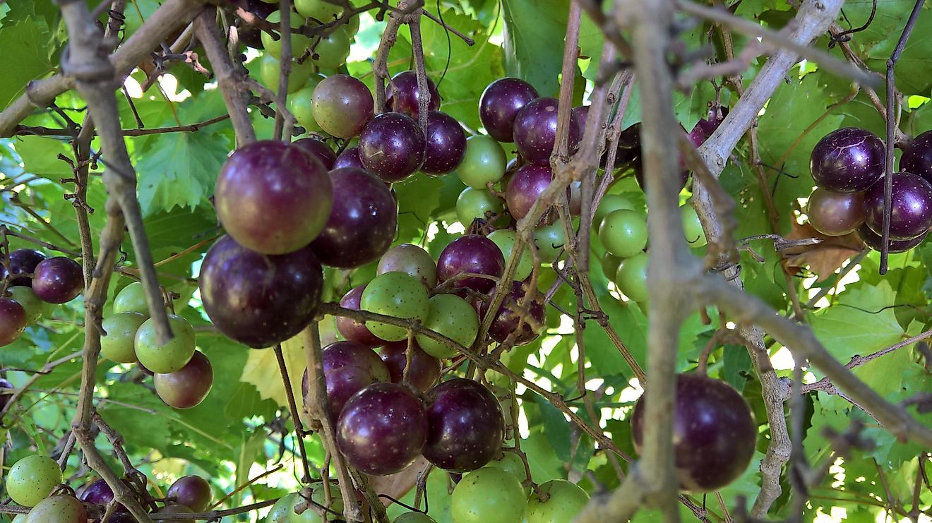 Muscadine grapes were the first kind of grape that was successfully cultivated in the American countryside.