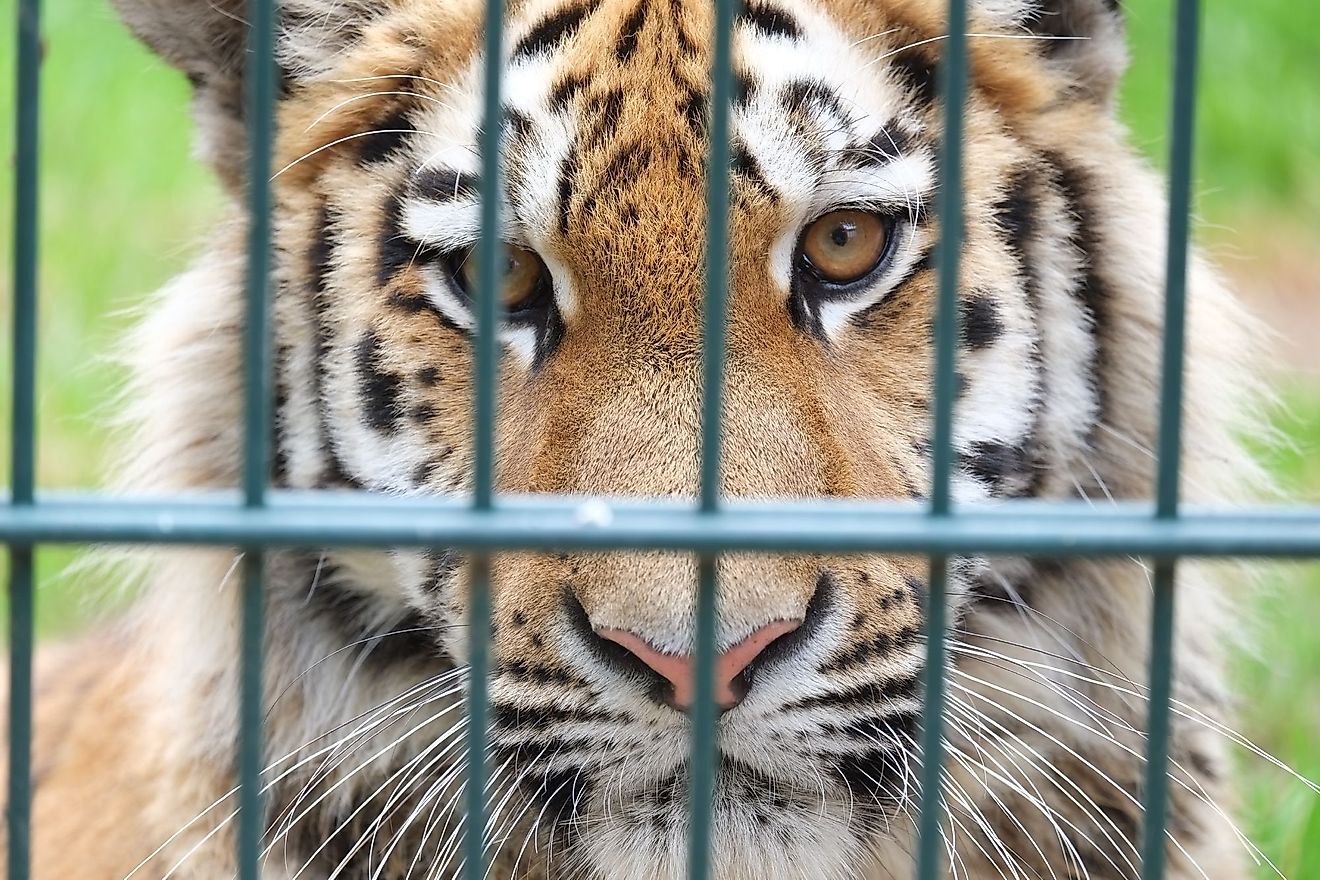 Most captive tigers in Europe lead miserable lives behind bars and are subjected to exploitation and abuse. Image credit: Four Paws International