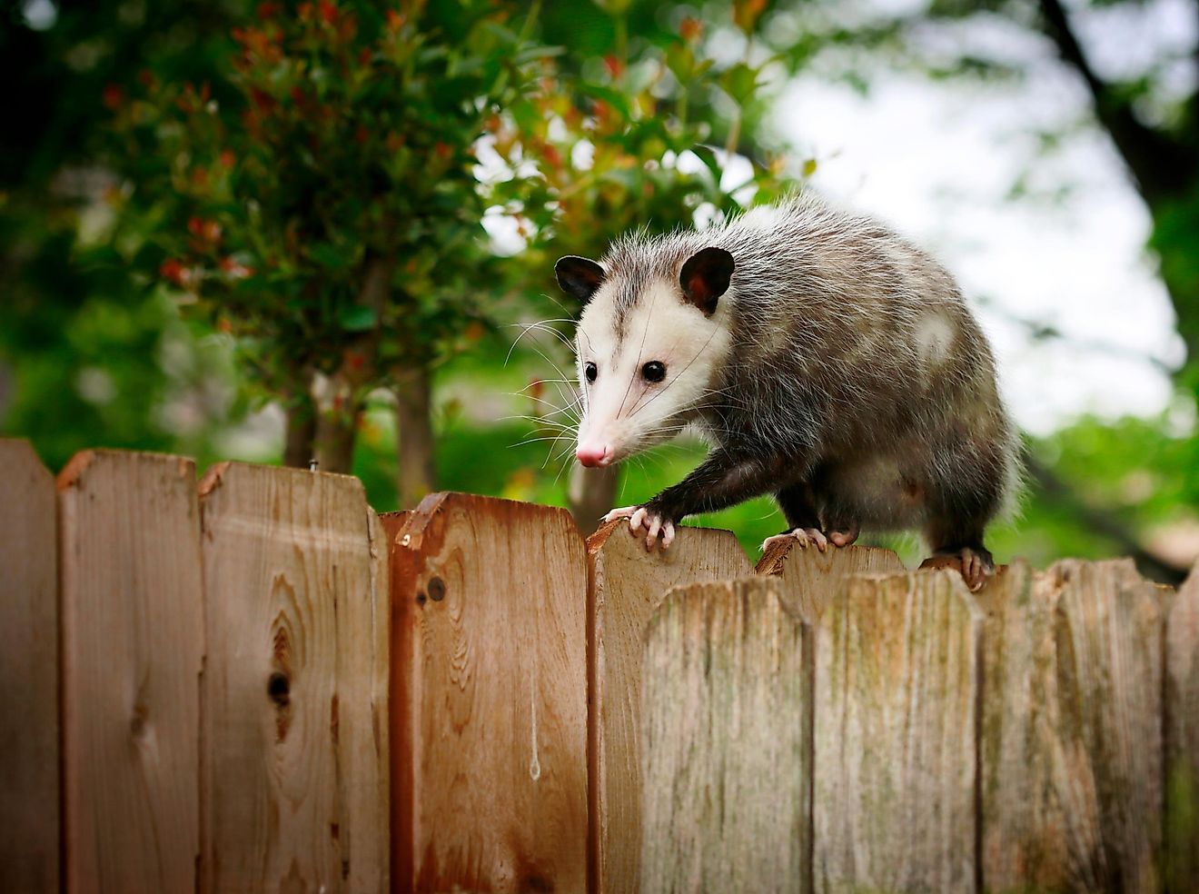 Opossum walking on a backyard fence.