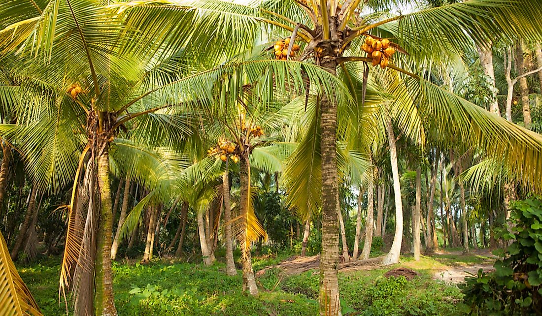 A coconut plantation in Sri Lanka.