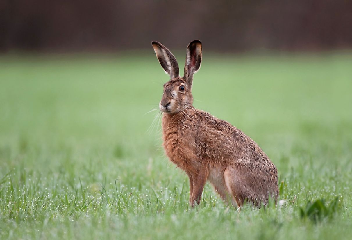 From apperances in Aesop's Fables to Alice in Wonderland, the European Hare's widespread range has made it into a cultural icon throughout many nations.