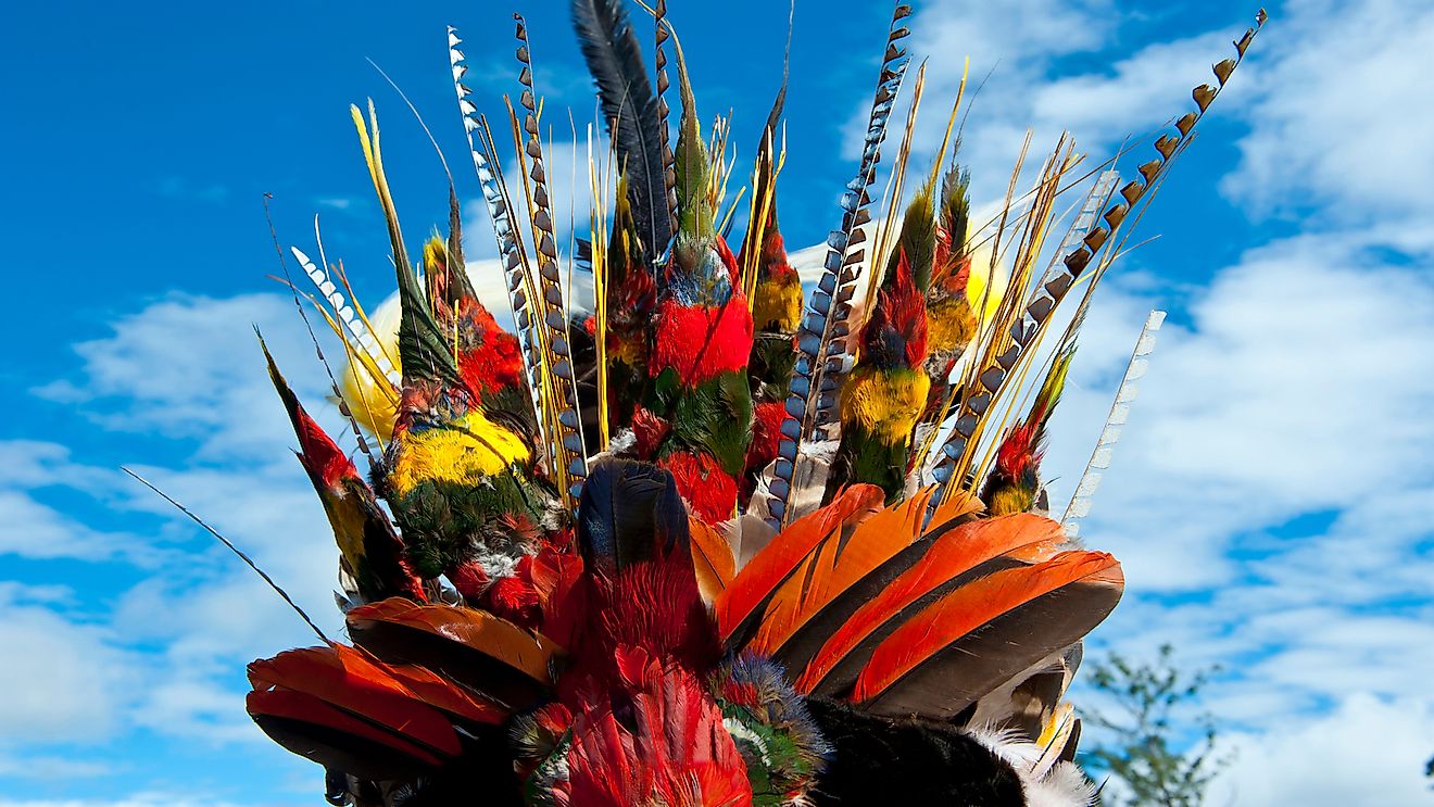 Thousands of birds are killed to prepare ceremonial headdresses in Papua New Guinea.