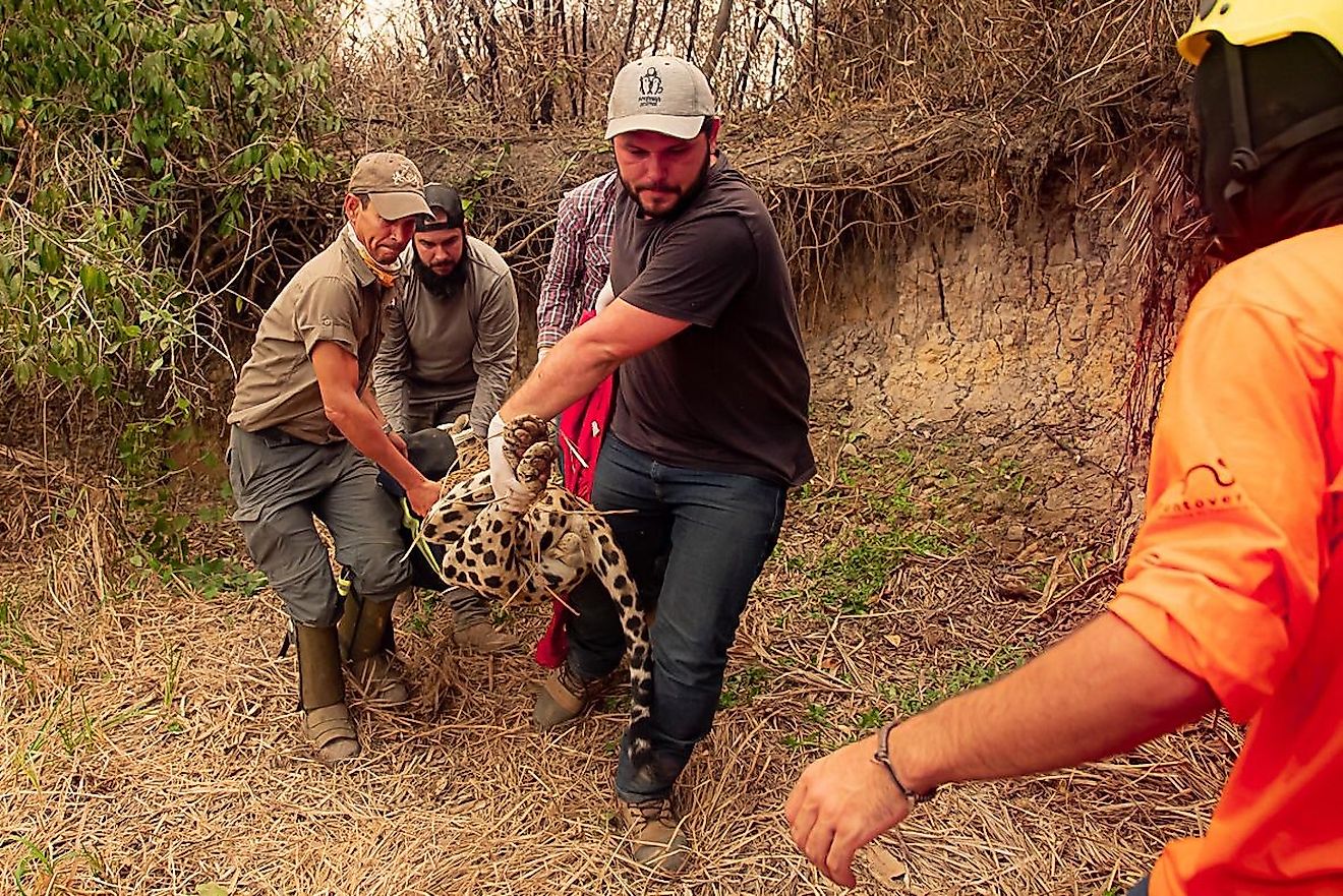 Panthera and volunteer veterinarians transport a young male anesthetized jaguar for treatment of its wounds. Image credit: Jose Medeiros