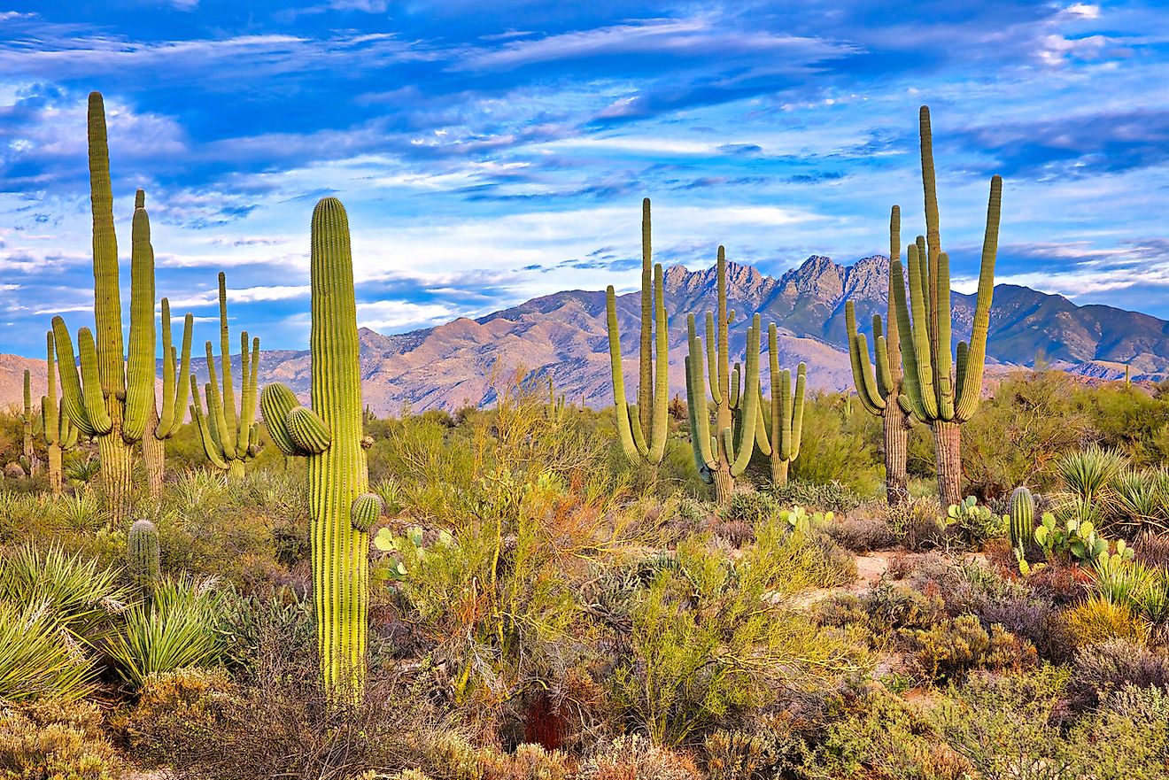 Saguaro cacti in a desert. Image credit: Anton Foltin/Shutterstock.com
