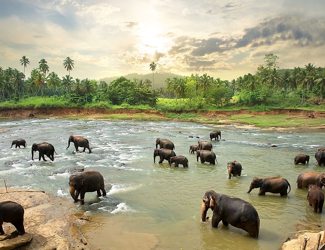 Elephants in Sri Lanka. 