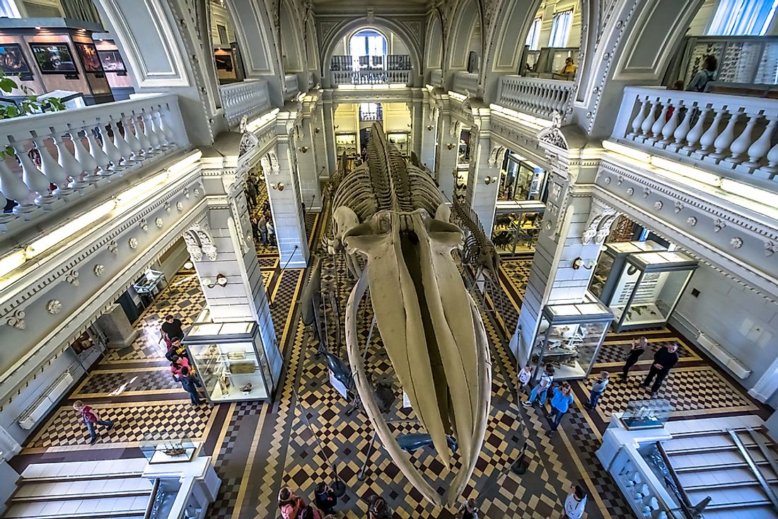 Skeleton of a blue whale adorns the central hall of a museum. Editorial credit: akedesign / Shutterstock.com