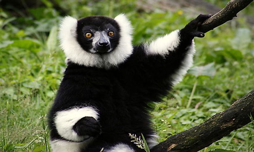 A black-and-white ruffed lemur.