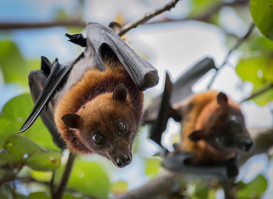Fruit bats are named for their tendency to eat fruit.