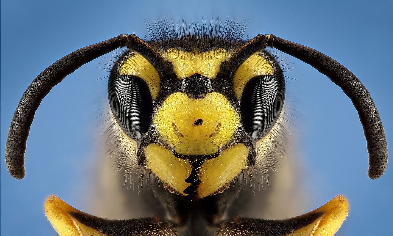 Detailed macro photography of insect German wasp. Image credit: Monika Bodova/Shutterstock.com