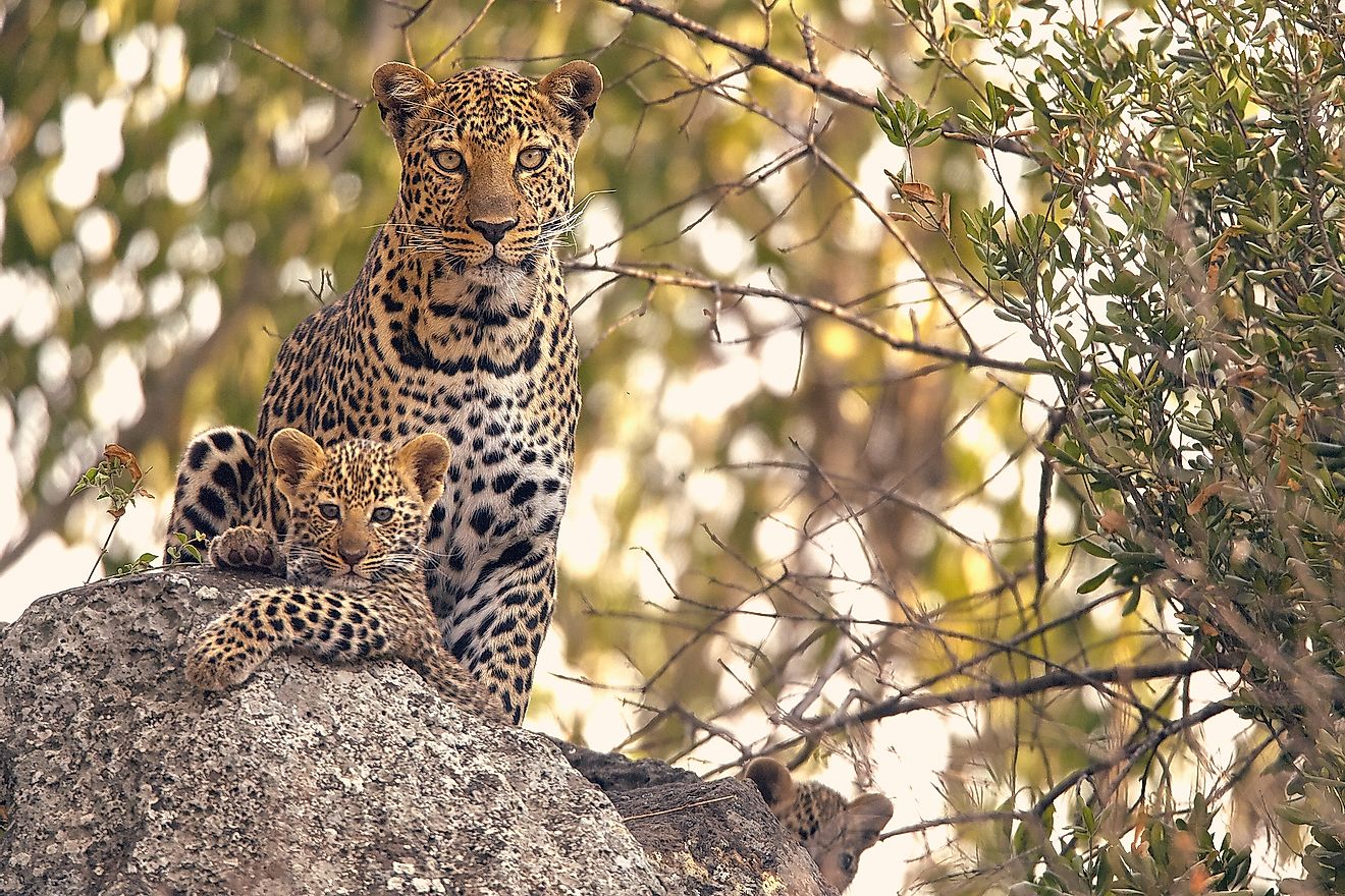 A female leopard with her cub.