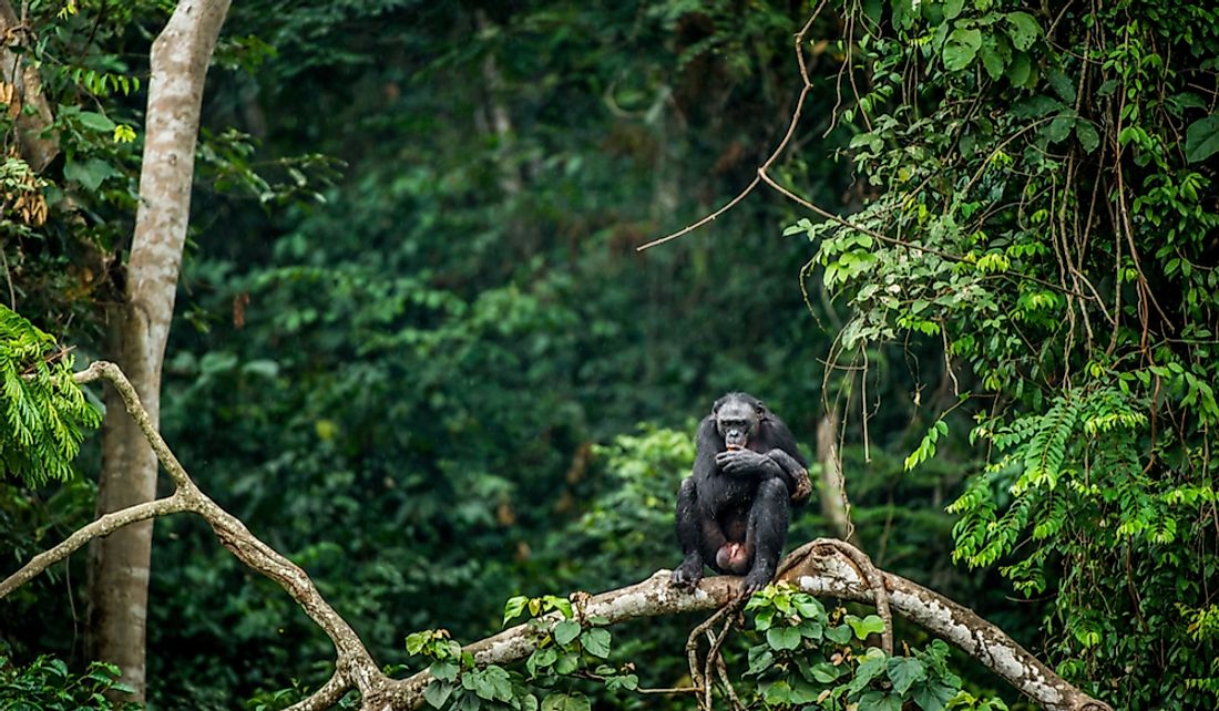 Wildlife and forests are two of the natural resources of the Democratic Republic of the Congo.