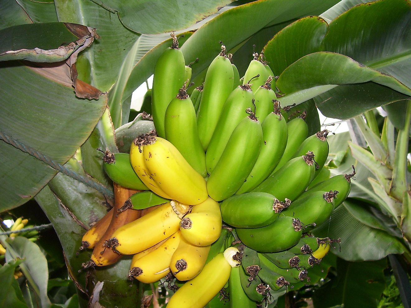 Banana cultivation requires fertile soil and a warm, humid climate.