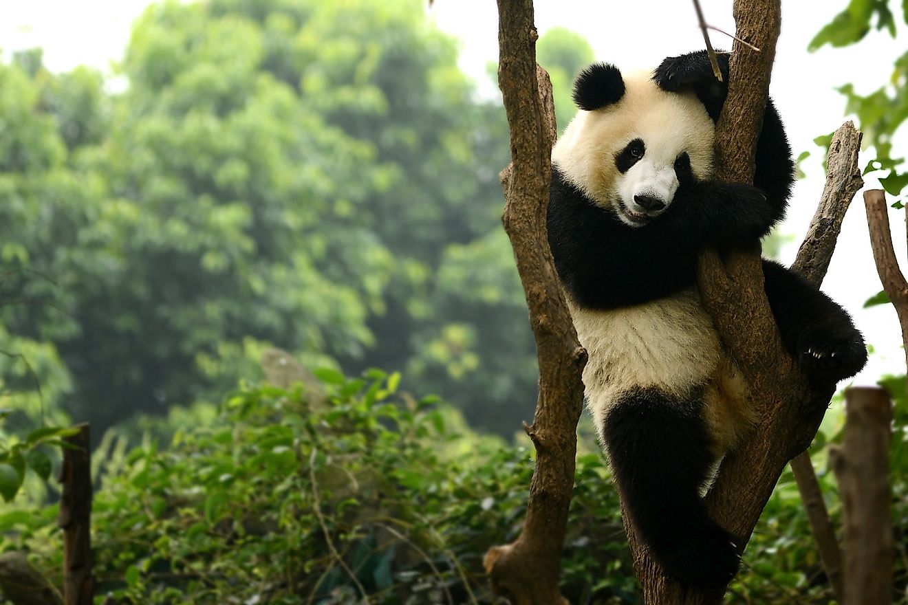 A giant panda cub on a tree in Chengdu, China. Image credit: Dangdumrong/Shutterstock.com